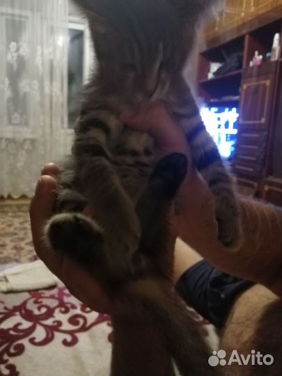 Кошки в добрые руки бесплатно