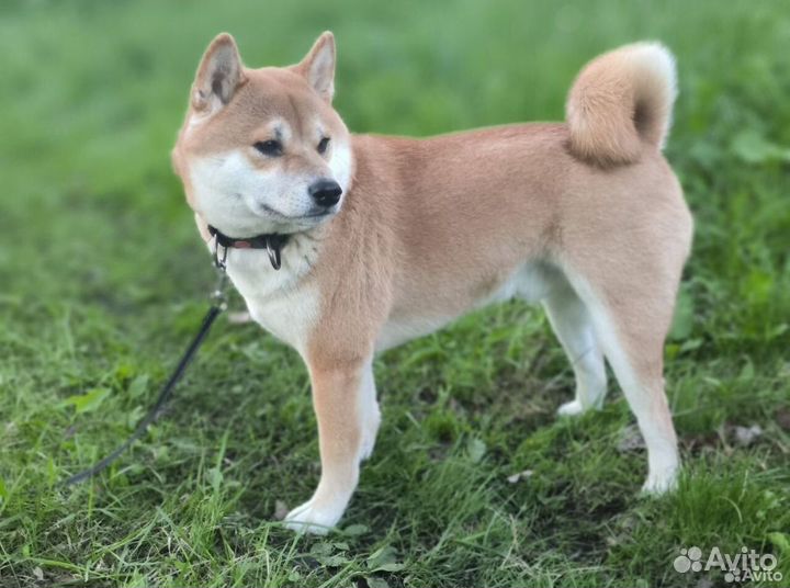 Вязка собак