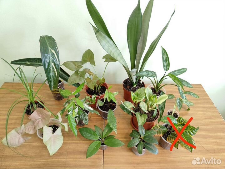 Комнатные растения