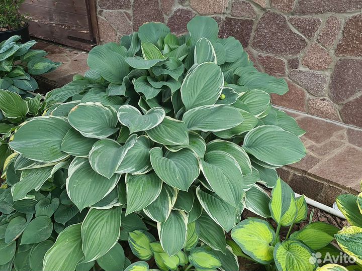 Хоста Tom Schmidt