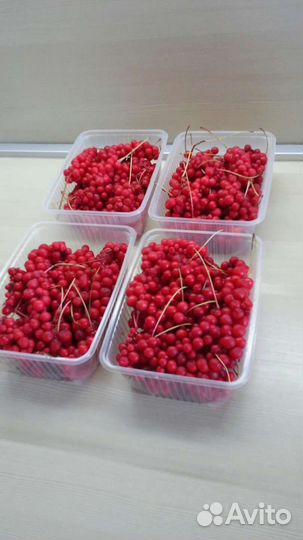 Лимонник китайский ягоды