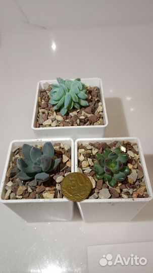 Суккуленты, эхеверии