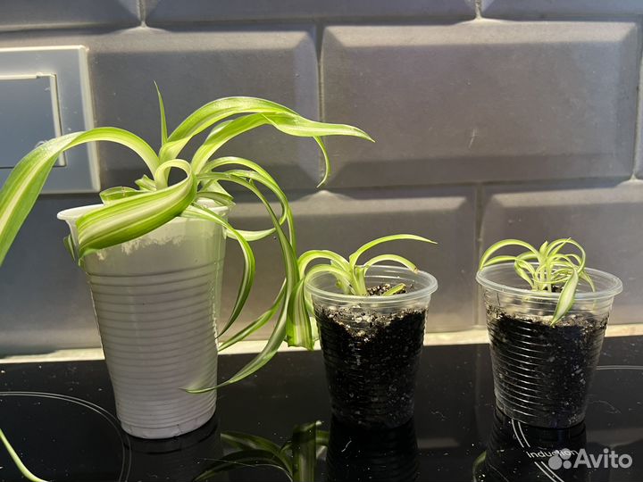 Хлорофитум кудрявый