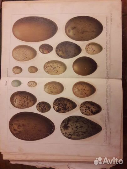 Брем А. Э. «Жизнь животных». Том 7, Птицы