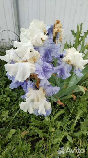 Ирисы