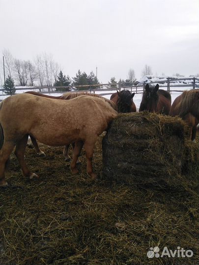 Продам лошадей