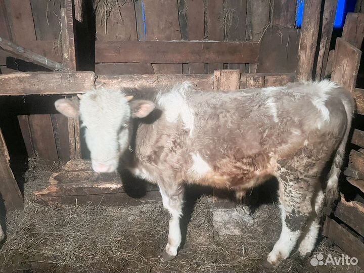 Бычки и быки