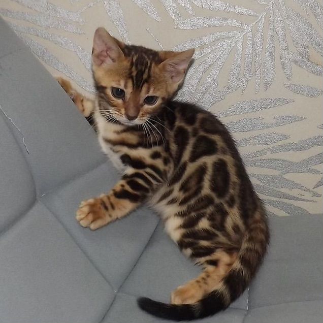 Бенгальский котёнок
