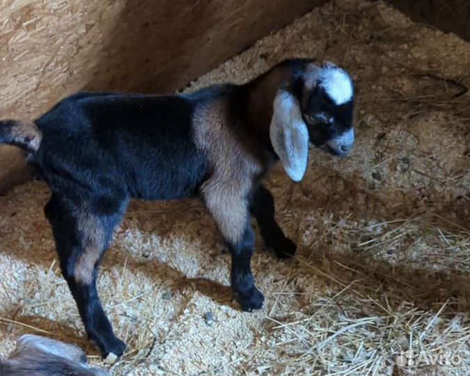 Англо нубийские козлята