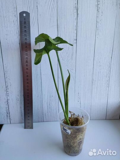 Сингониумы сортовые