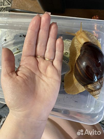 Улитки ахатины бесплатно