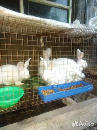 Кролики на мясо и на развод