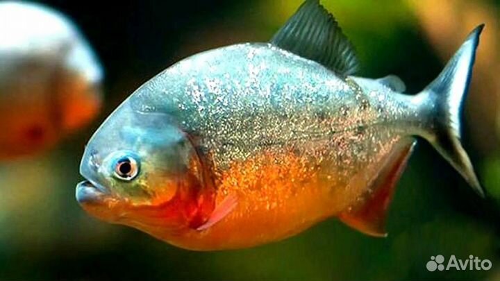 Настоящая Пиранья Наттерера