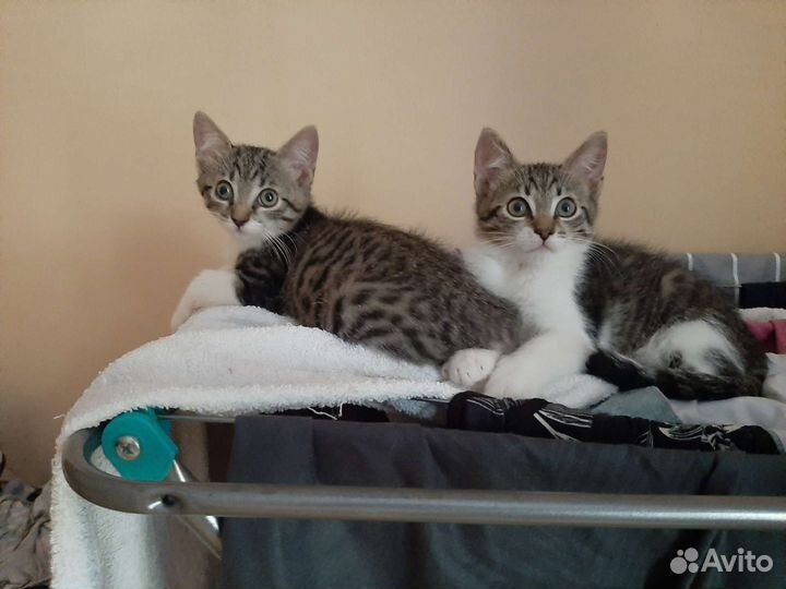 Котята мальчик и девочка в дар 2 мес