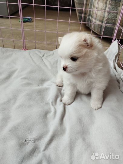 Щенок шпица