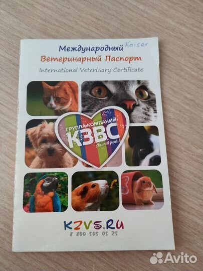 Отдам в добрые руки шотландского кота