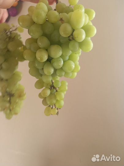 Черенки винограда