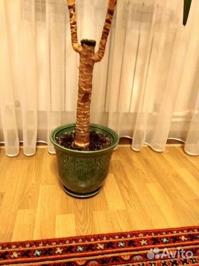 Пальма юкка