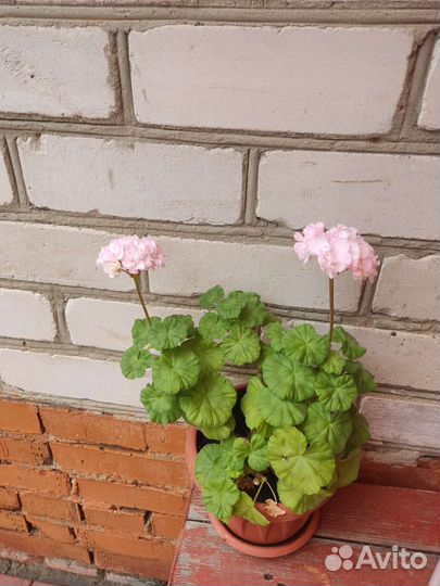 Лавр, фиалка,орхидея, пурпурная традисканция