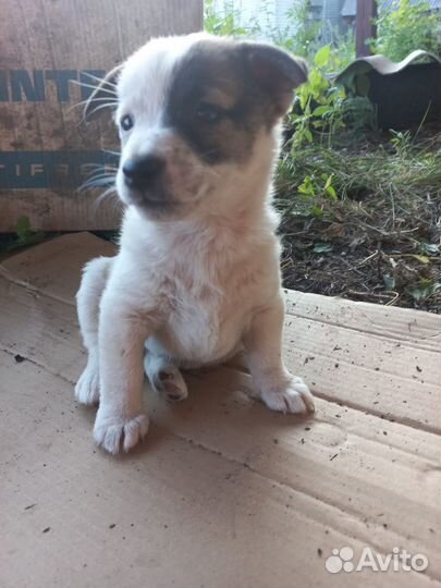 Щенки от маленькой собачки в дар