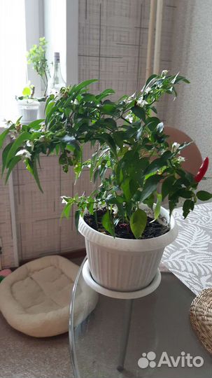 Перчик декоративный