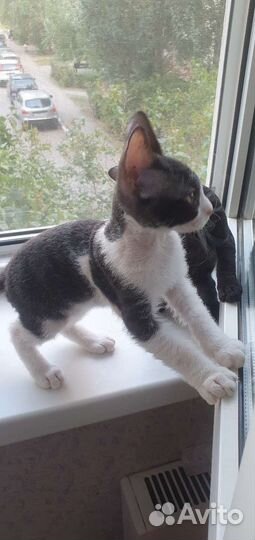 Канадский сфинкс.брашевый