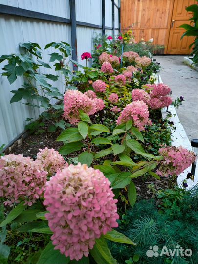 Гортензия саженцы