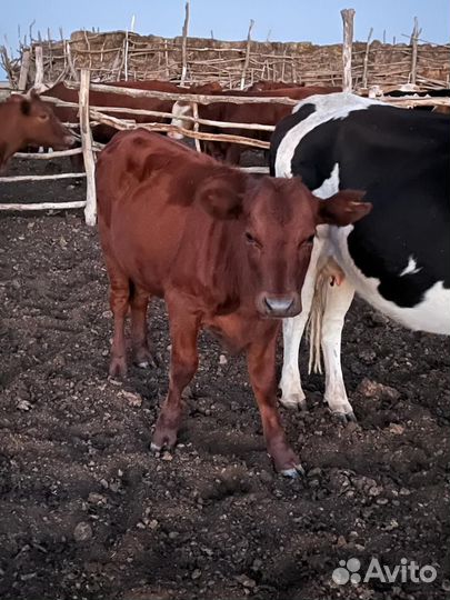 Два бычка и телята
