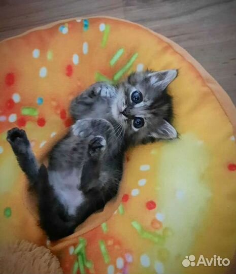 Котенок девочка