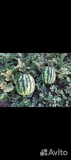 Арбуз оптом с поля