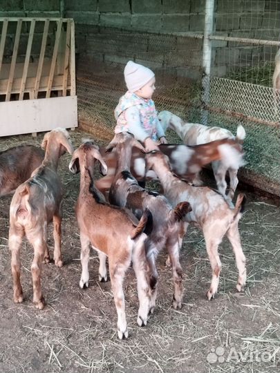 Англо нубийские козы