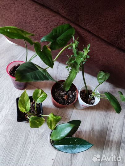 Много растений