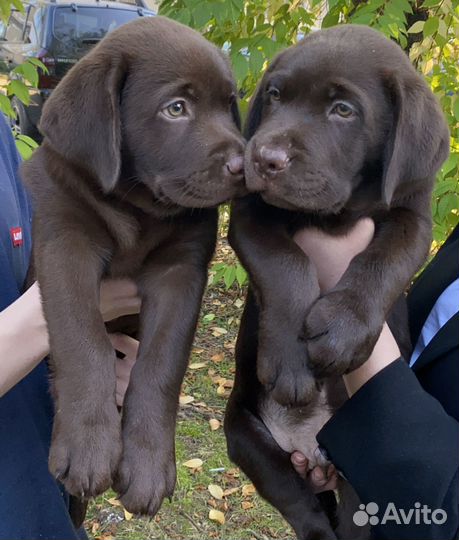 Щенки лабрадора шоколадного окраса. Документы РКФ