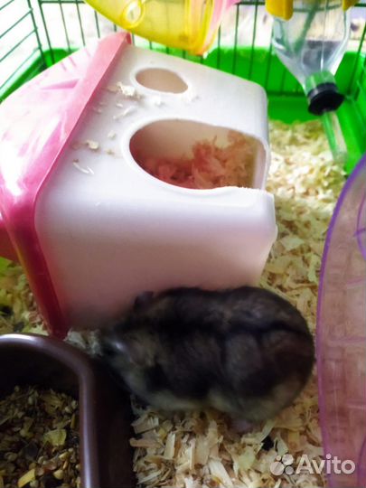 Джунгарский хомяк