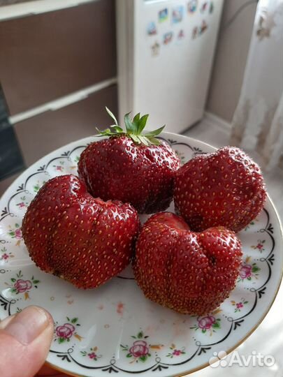 Рассада клубники