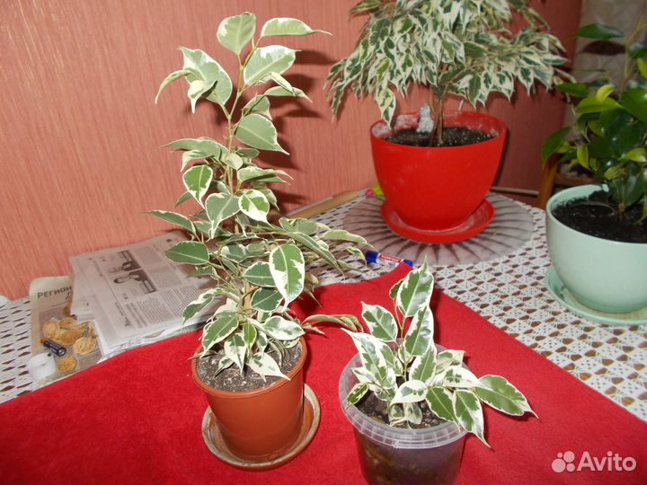 Продам комнатные цветы