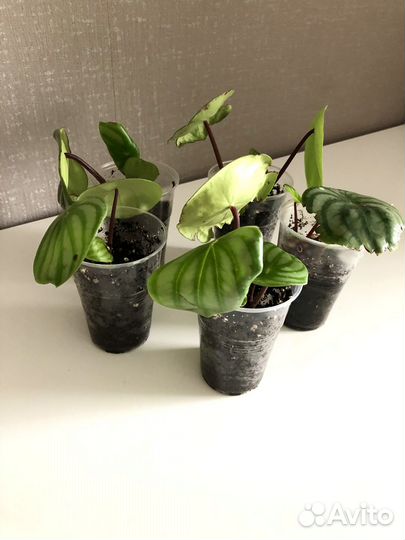 Пеперомия Арбузная