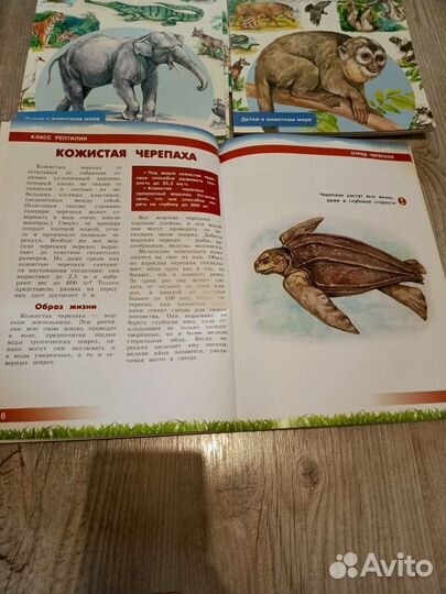 Детская энциклопедия животных