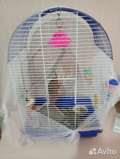 Чилийская белка дегу 2 девочки всё в комплекте