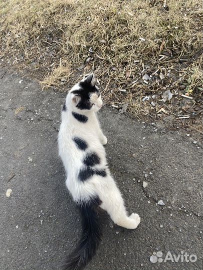 Котик в добрые руки