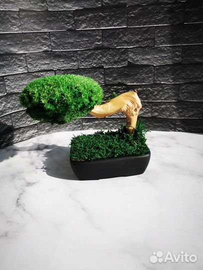 Бонсай из мха