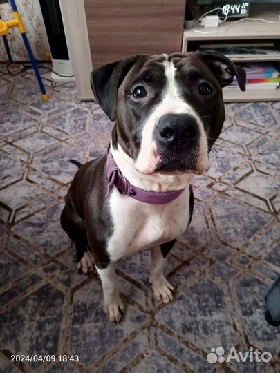 Стаффордширский терьер