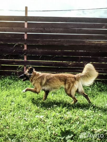 Красавица Фокси ищет дом