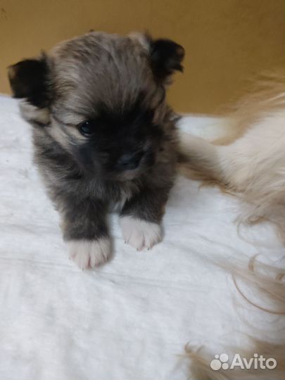 Щенки шпица