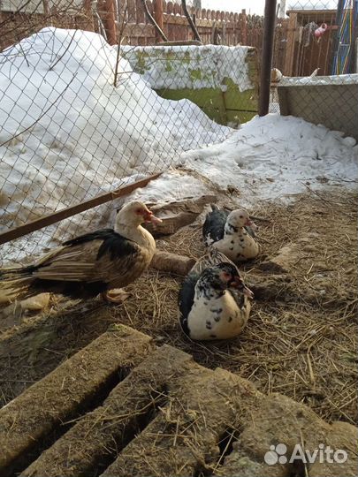 Мускусные утки,нутрии,индюшата,гусята,утята