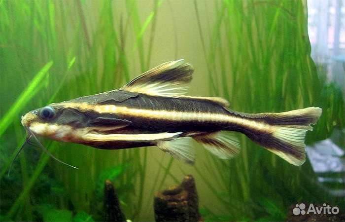 Аквариум с рыбками и всем содержимым