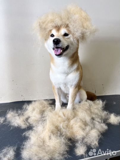 Уход за животными, груминг, стрижка животных