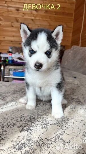 Голубоглазые хаски