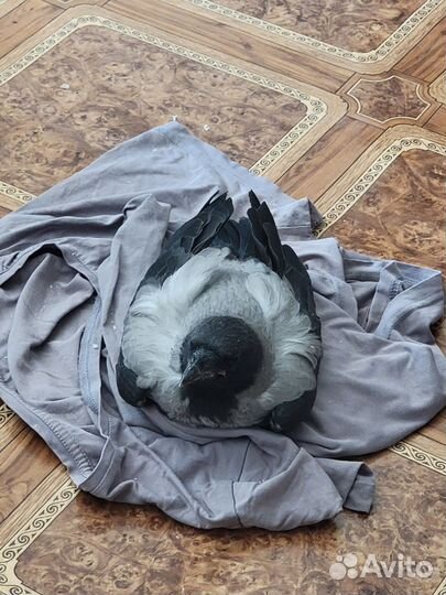 Отдам молодого воронёнка в хорошие руки