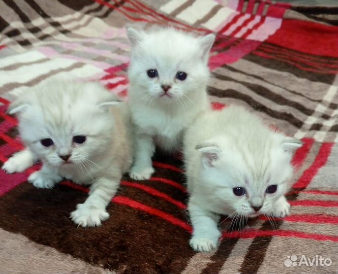 Роскошные шотландские котята